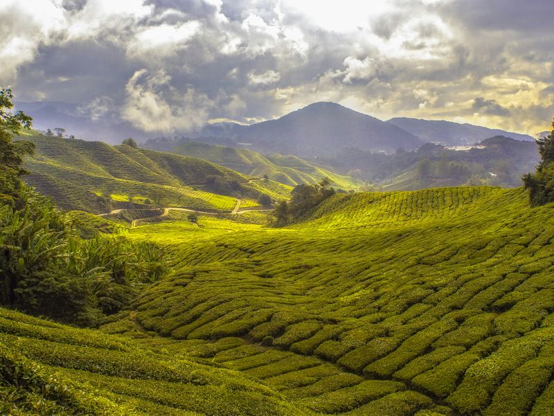 Plantations